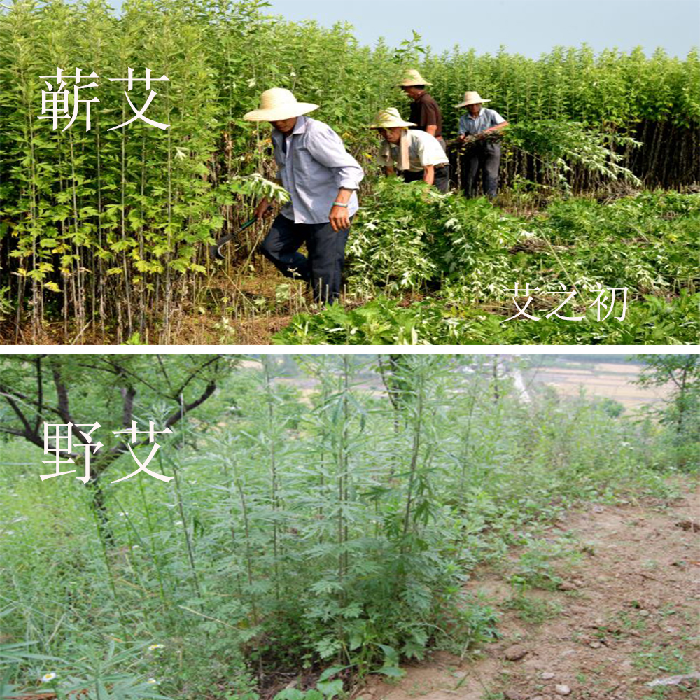 蕲艾与其他艾的区别